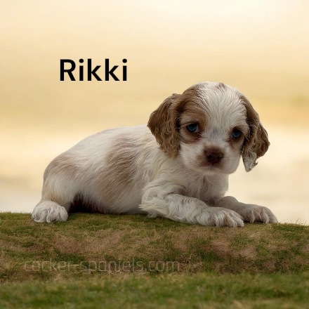 puppy, for, sale, Cocker Spaniel, Joe & Cherri  Overlease, dog, breeder, Miller, MO, dog-breeder, puppy-for-sale, forsale, nearby, find, puppyfind, locator, puppylocator, aca